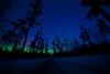 Northern Lights and The Pines on the Gunflint by Stephan Hoglund